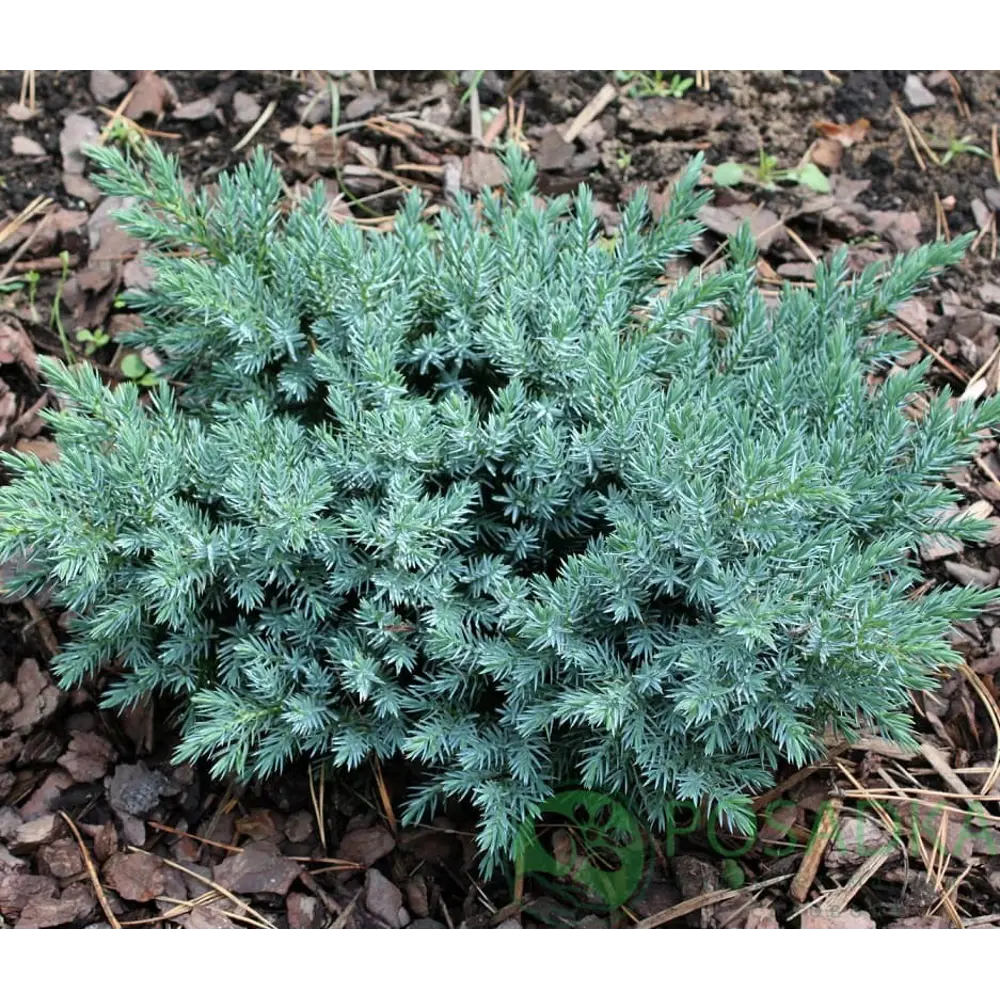 Можжевельник чешуйчатый Блю Стар ø11 h10 - 12 см PLANTMARKET STLM-2194527