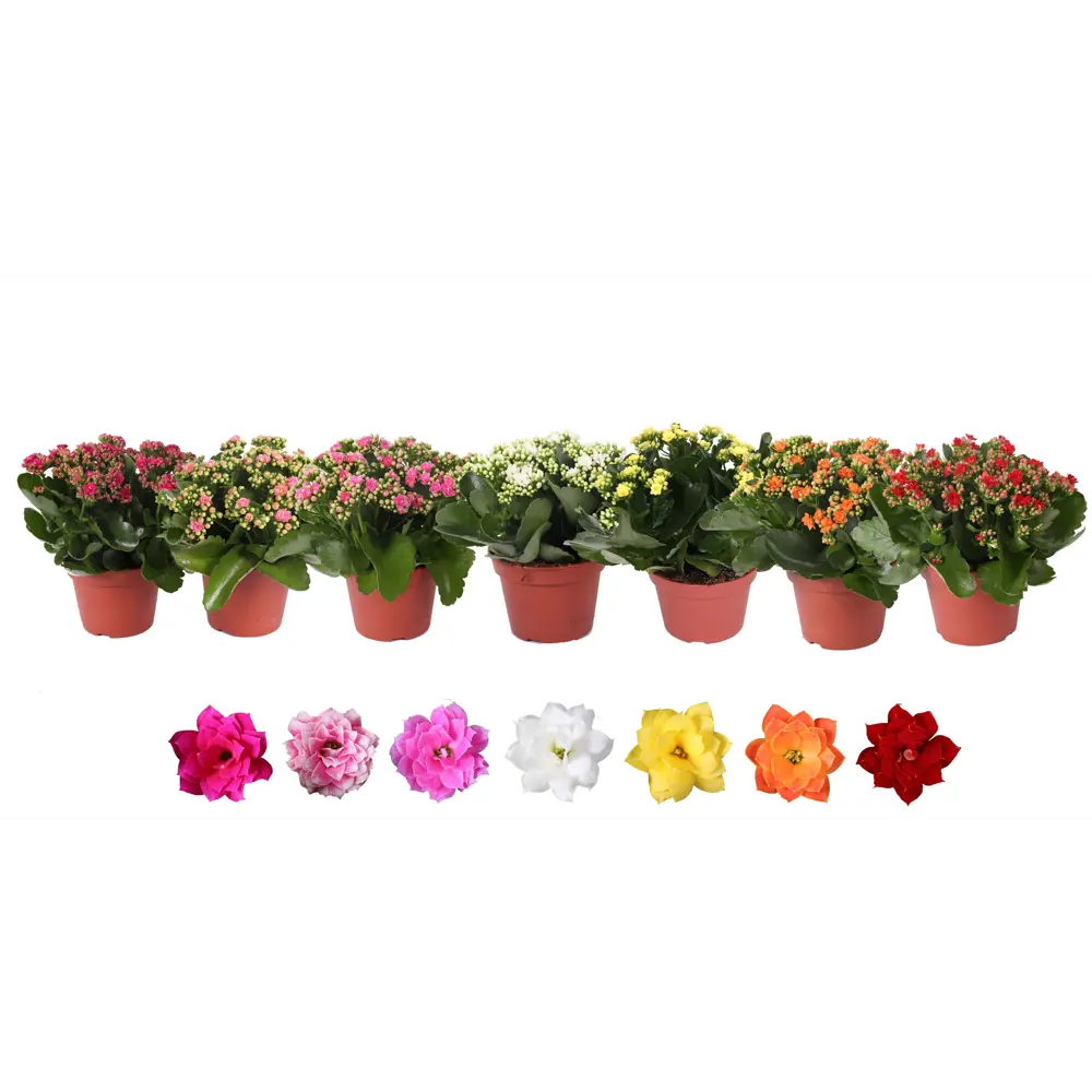 Каланхое микс - цветущее комнатное растение в горшке ø15 см 89434563 Santreyd STLM-1582398