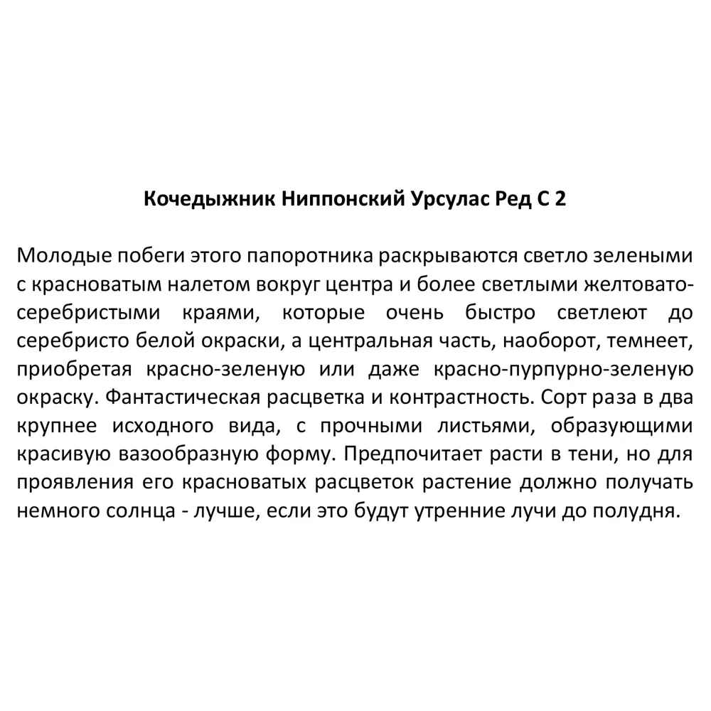 Кочедыжник ниппонский Урсулас Ред ø17 h30 см 85325365 STLM-2089161 Santreyd  - Вид №2