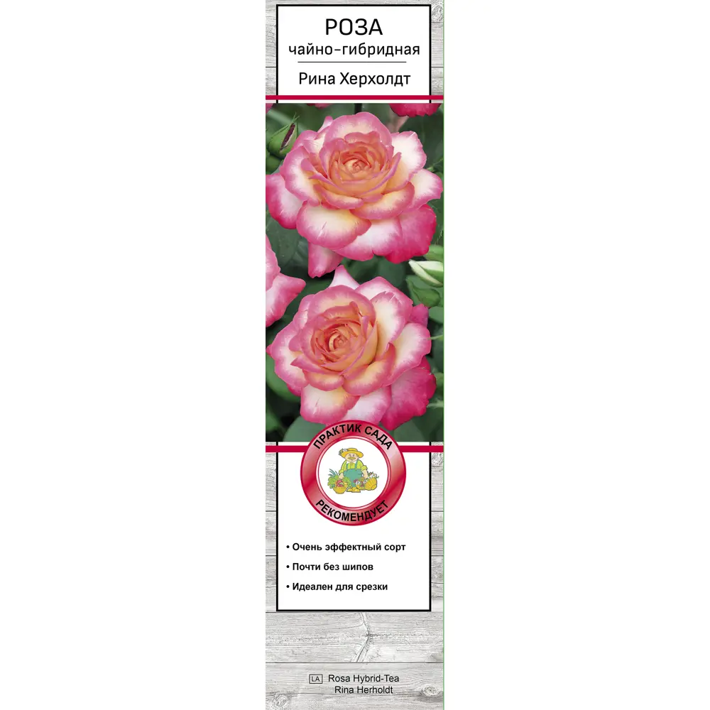 Роза чайно-гибридная Рина херхолд h37 см 83786570 STLM-2205995 Santreyd  - Вид №1