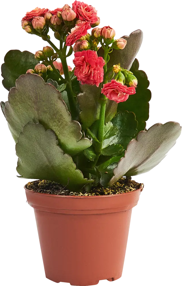 Santreyd Каланхое махровый микс — цветущее украшение интерьера 84450739