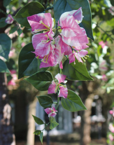 5000 805 a3 Искусственная бугенвиллия, 280 см, зелено-розовая H-andreas