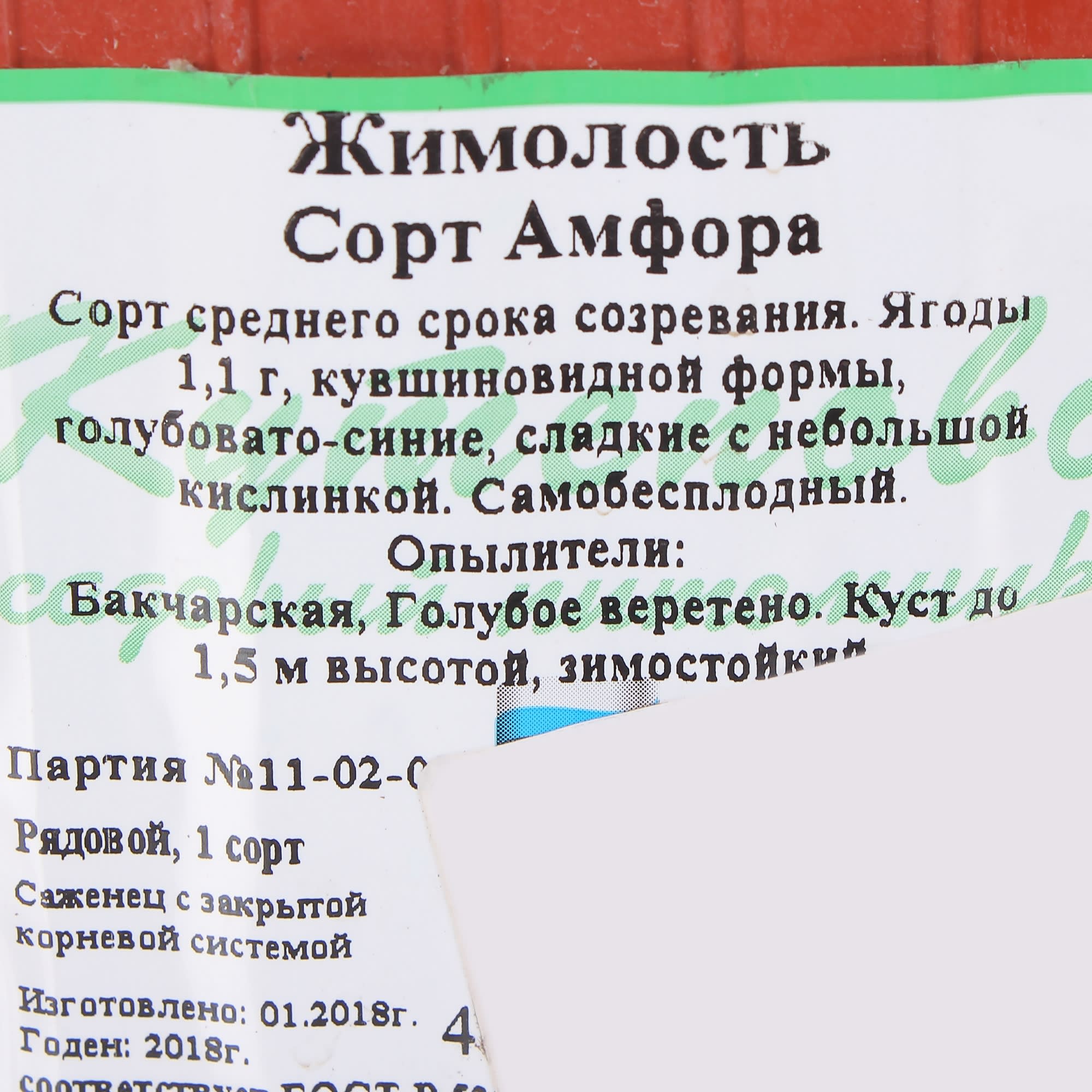 81954919 Жимолость плодовая С3 «Амфора» h50 Santreyd  - Вид №1