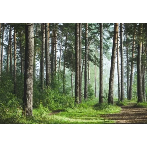 Фотообои Лес флизелиновые 400x270 см 10386-Л