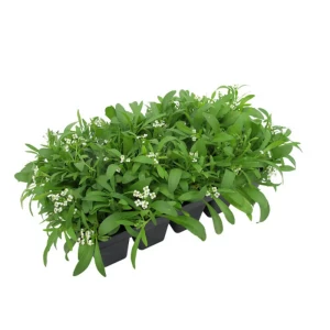 Алиссум 13x15 см 82625049 STLM-2105509