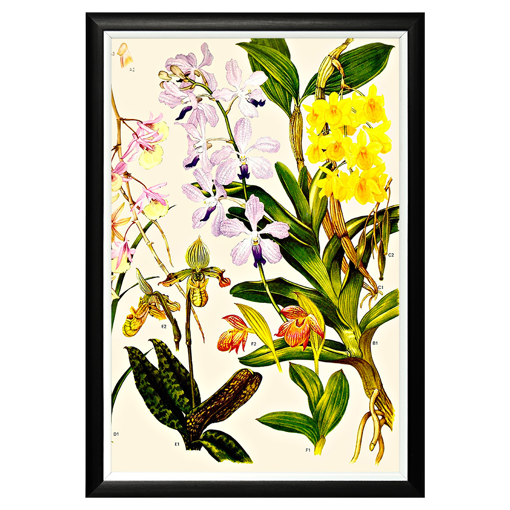 896519648_1818 Арт-постер «Цветочная энциклопедия, глава 15» Object Desire 