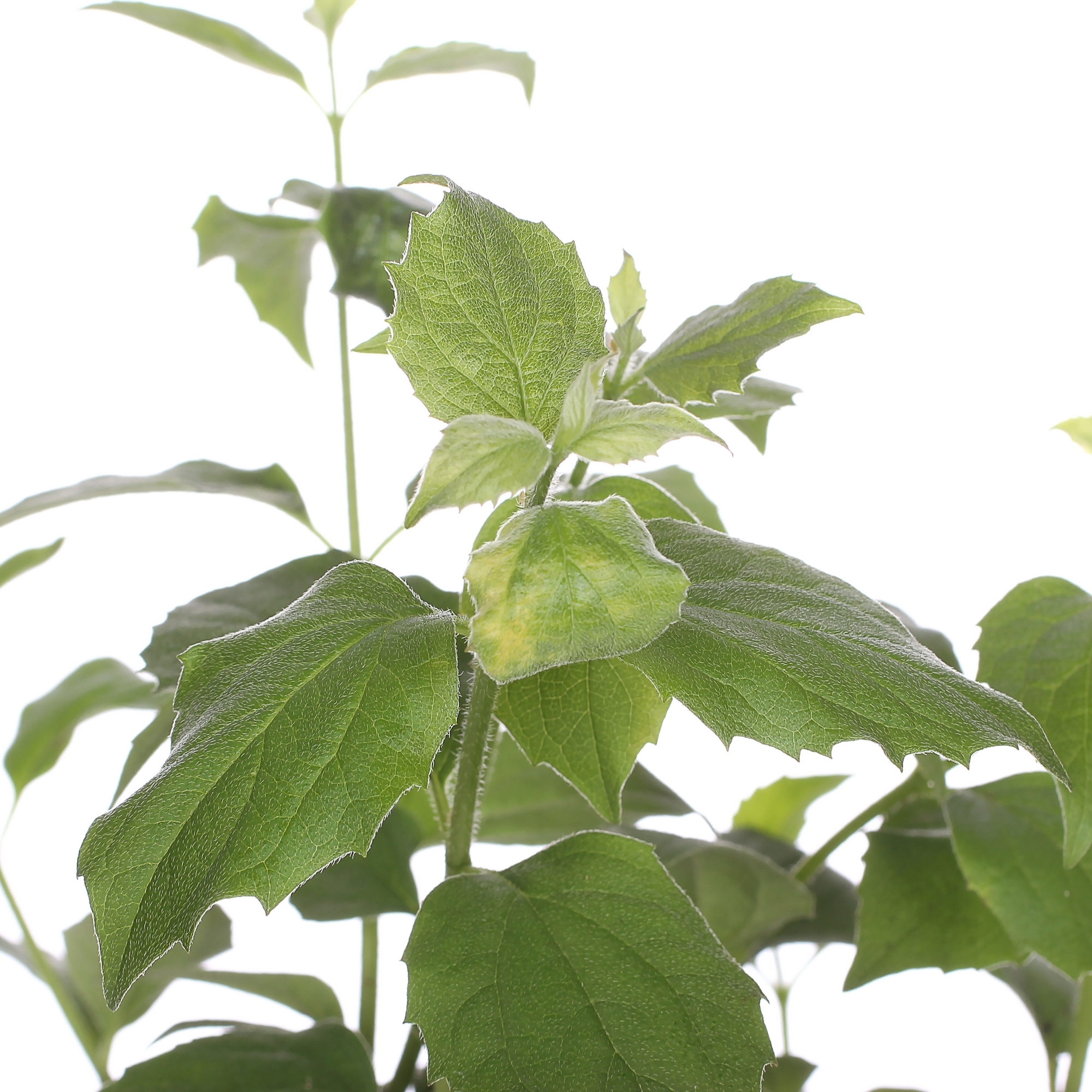 Садовый жасмин Шнеештурм Santreyd - махровый белоснежный кустарник 81954846 STLM-0015199 - Вид №1