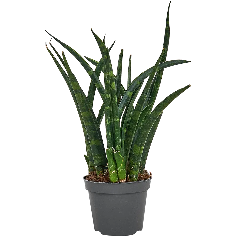 Сансевиерия Вернвуд Santreyd - изящный щучий хвост для интерьера 87959841 STLM-0076387