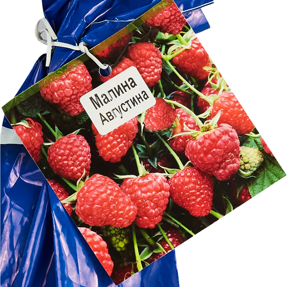 Малина Августина красная пакет ø9 h40 см 86710675 STLM-2023898 Santreyd  - Вид №3