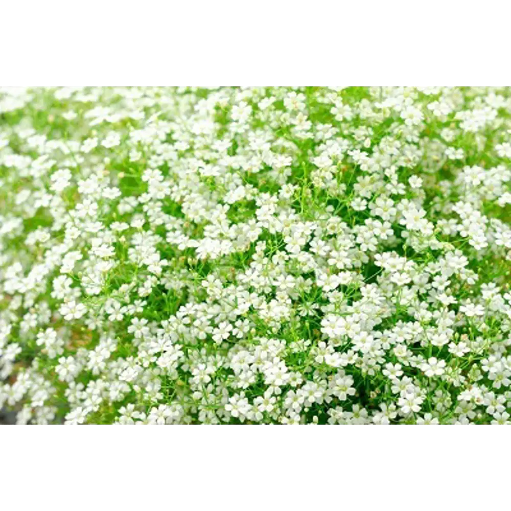 Гипсофила ползучая Филоу Вайт - корневище для сада 89408111 ПОИСК STLM-1581791