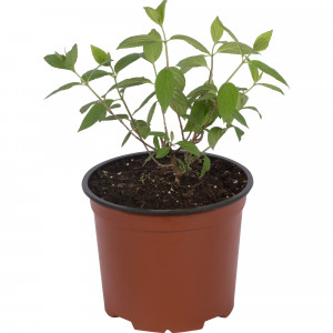 82219512 Гортензия метельчатая «Свит Саммэ» 2 л h20 см