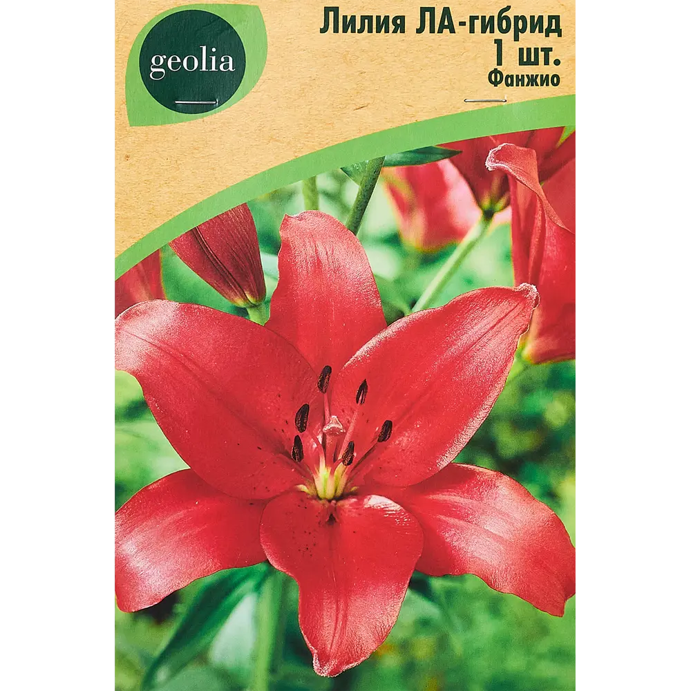 Лилия Geolia ла-гибрид Фанжио STLM-2181143