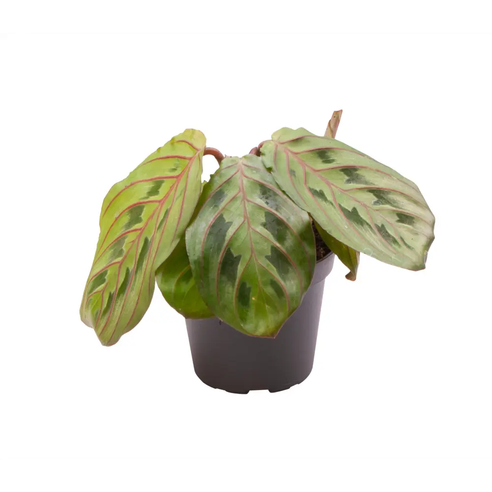 Santreyd Калатея Ред Страйп — молитвенный цветок с бордовой изнанкой 89375003 STLM-0956649