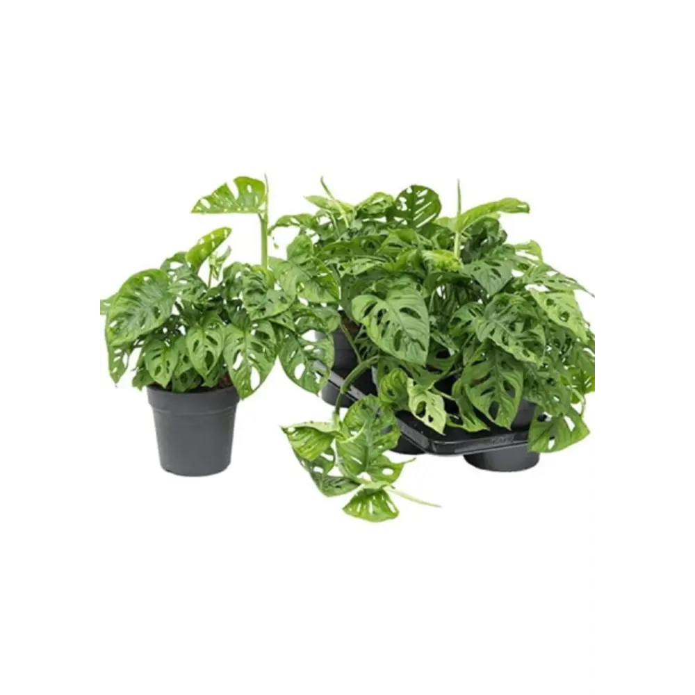 Santreyd Монстера Обликва Манки Маск - тропическая лиана с резными листьями 89375012 STLM-0960391