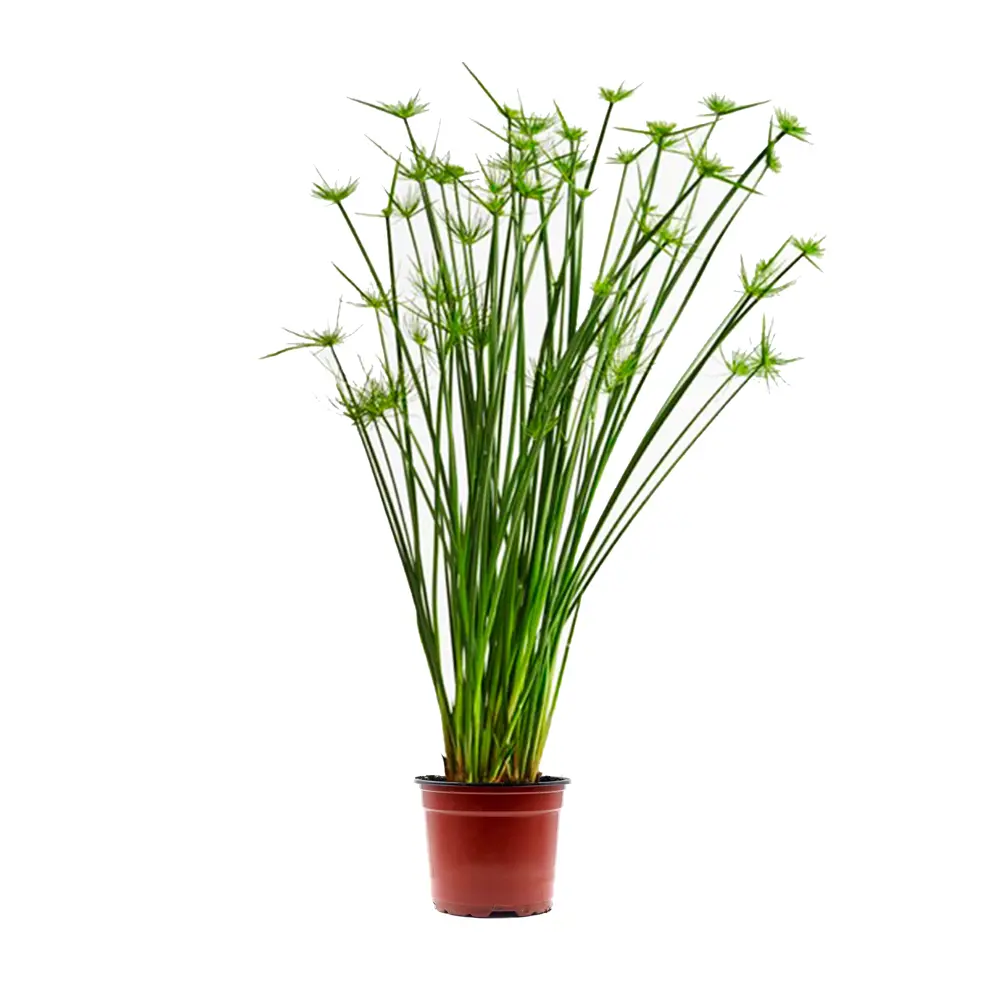 Циперус комнатный декоративный ø12 см h40 см 89437857 Santreyd STLM-1580905