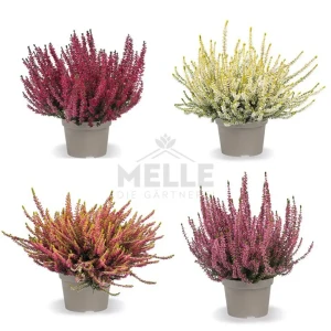 Вереск Сансет Фаер Santreyd - яркий акцент для сада 89389756