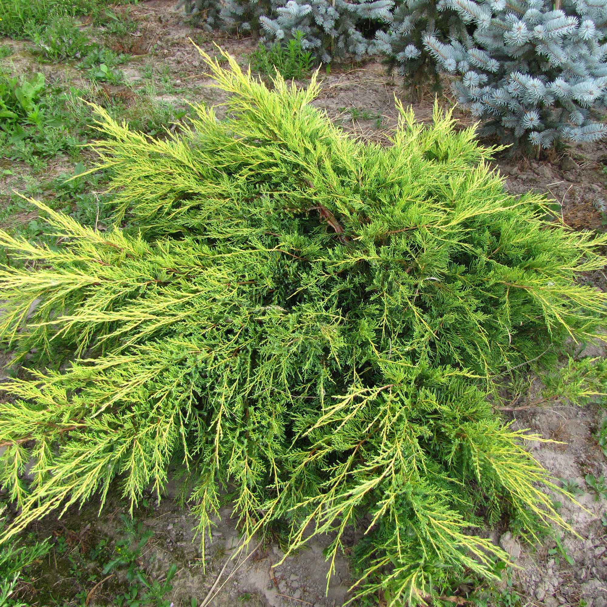 18383038 Можжевельник средний «Голд Стар», 17х20-40 см Santreyd 