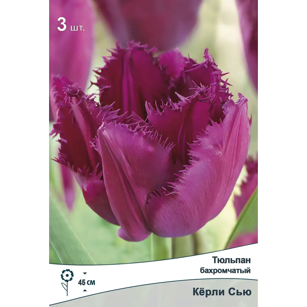 Тюльпан Керли Сью от ПОИСК — нежно-розовые бахромчатые цветы для сада 89381342 STLM-1585147