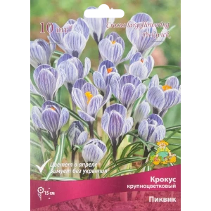 Крокус Пиквик Santreyd - нежно-сиреневый крупноцветковый первоцвет 88294624