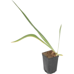 Ирис германский Блу от Santreyd — фиолетовое цветущее чудо в горшке 81954811