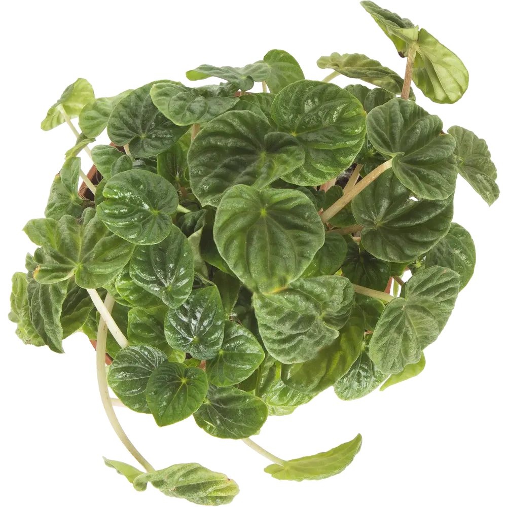 Santreyd Пеперомия Лилиан — живой очиститель воздуха с декоративными листьями 14032409 STLM-0004208 - Вид №1