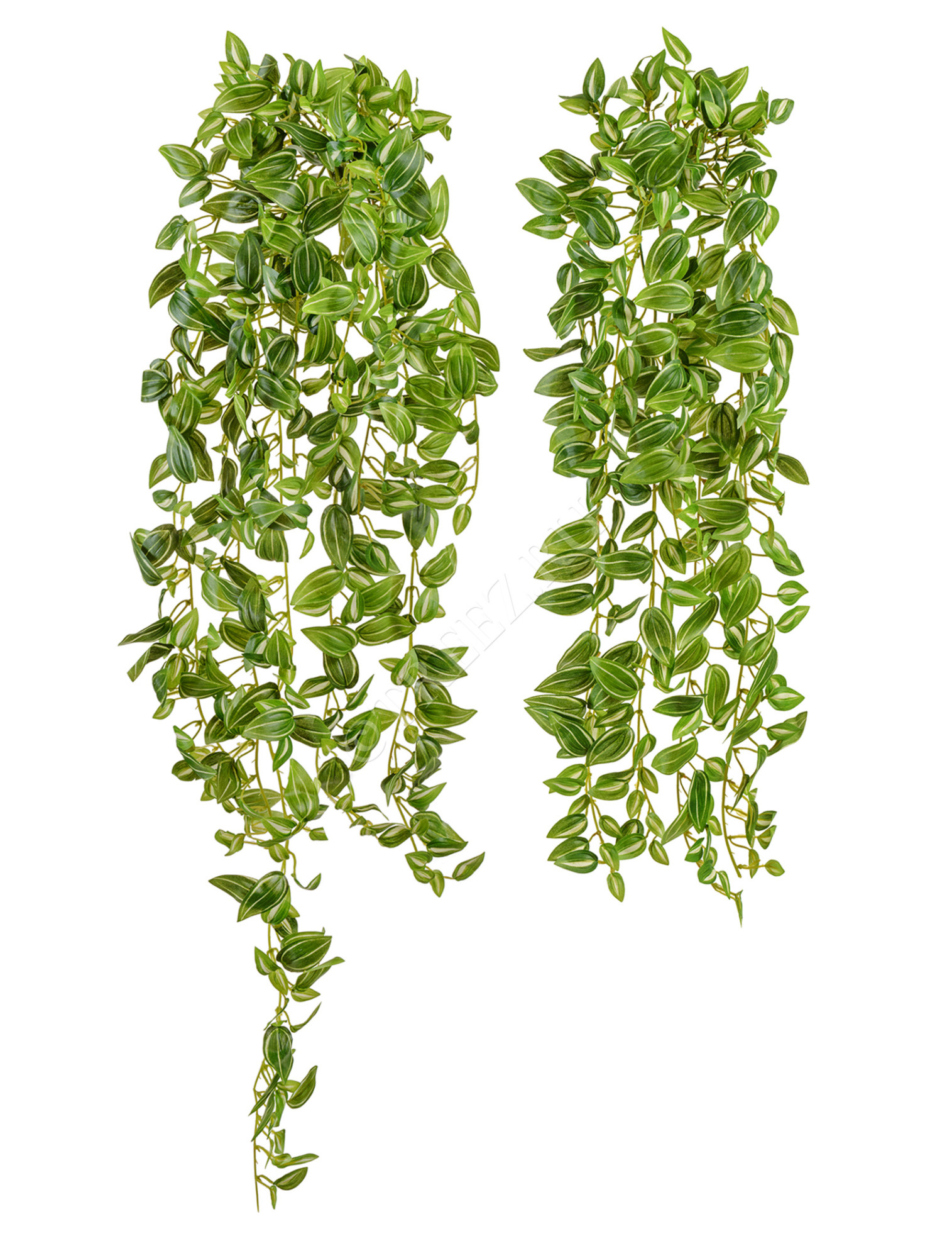 20.072133PGW-M Традесканция бело-зелёная (MDP) Цветочная коллекция 