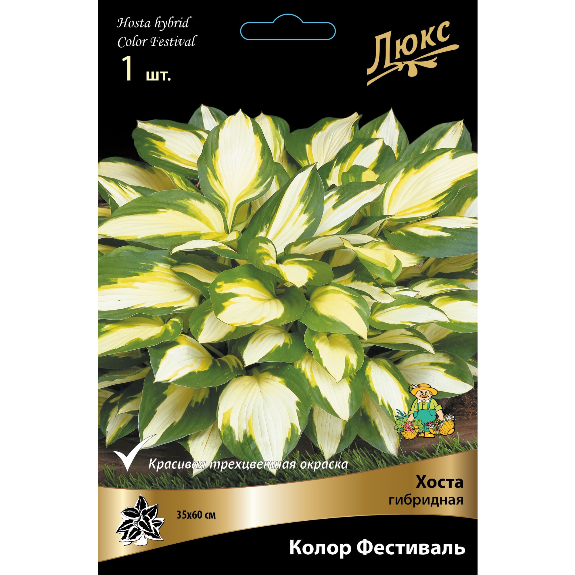 83598051 Хоста гибридная Колор Фестиваль луковица I Santreyd 