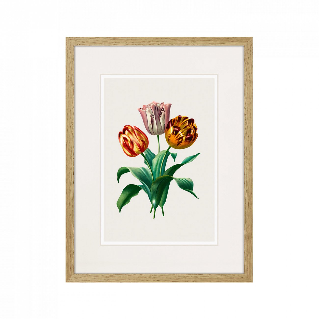 Литография на тонированной бумаге 42х32 см Botany illustration №23, 1836г. КАРТИНЫ В КВАРТИРУ  264496 Белый;коричневый;разноцветный  - Вид №1