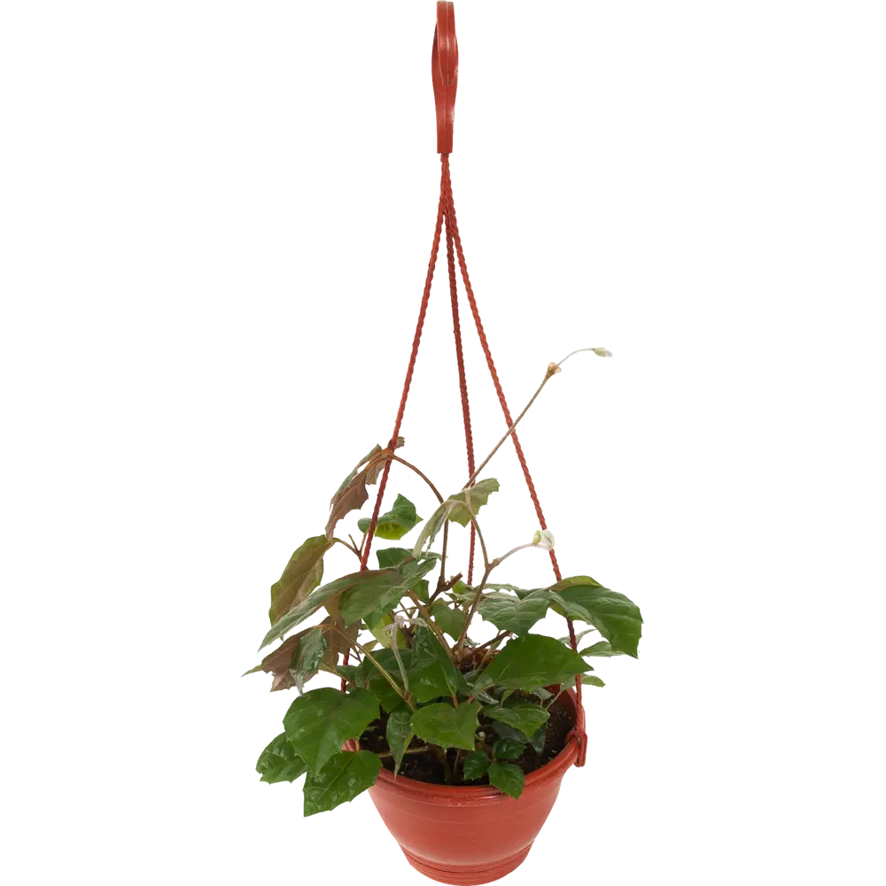 Santreyd Циссус декоративный с зелеными волнистыми листьями в кашпо 16 см 82649978 STLM-0032832