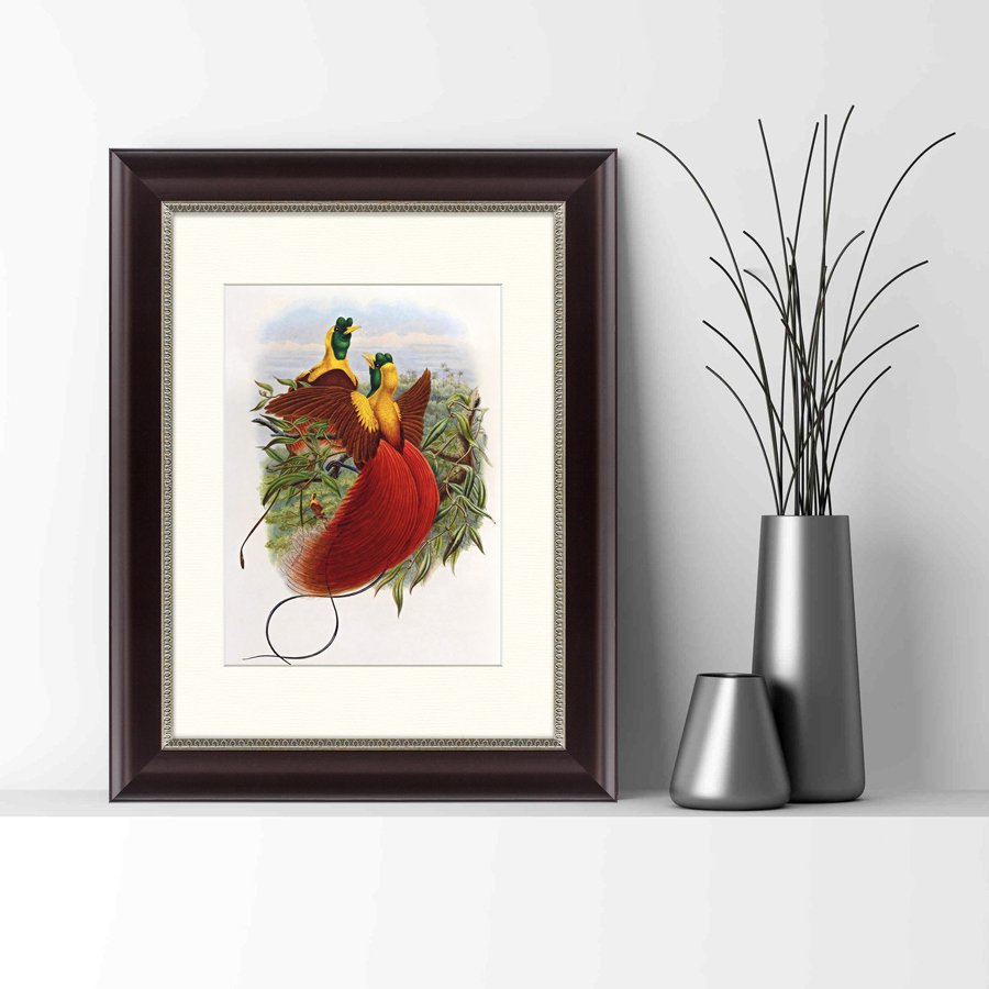 Литография на тонированной бумаге 45х35 см "Красные райские птицы, 1880г" КАРТИНЫ В КВАРТИРУ  093841 Бежевый;белый;красный;разноцветный  - Вид №1