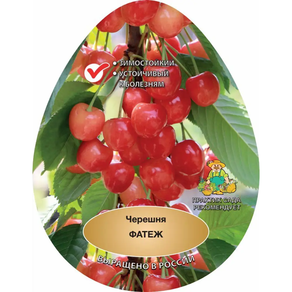 Черешня Фатеж h220 см 83791641 STLM-2200317 Santreyd  - Вид №1