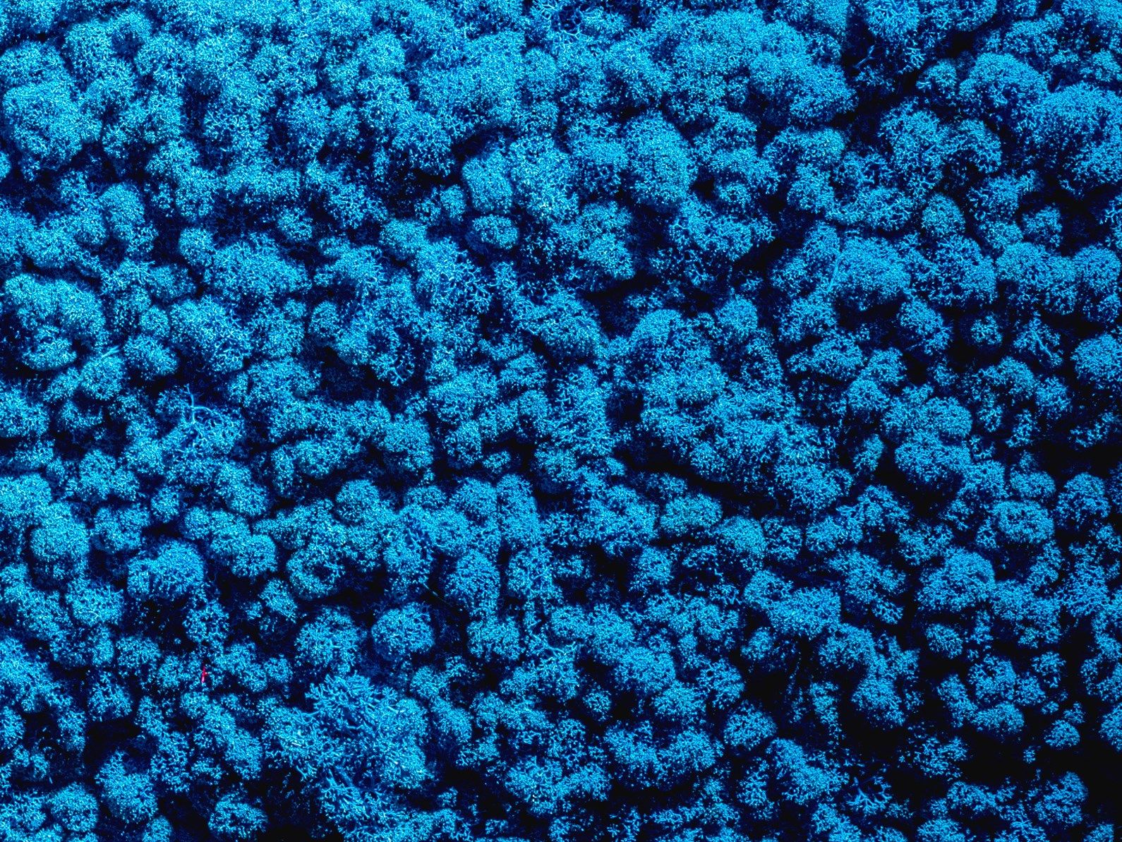 Растительная картина из мха Freund GmbH ARCH-00015463 - Вид №10