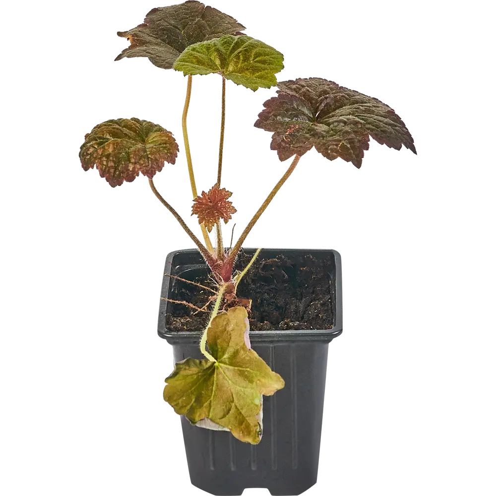 Santreyd Гейхера: разноцветный многолетник для сада 82741499 STLM-0035250 - Вид №1