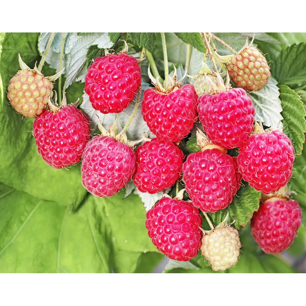 Малина обыкновенная Бригантина пакет 89465397 STLM-2038543 PLANTMARKET 