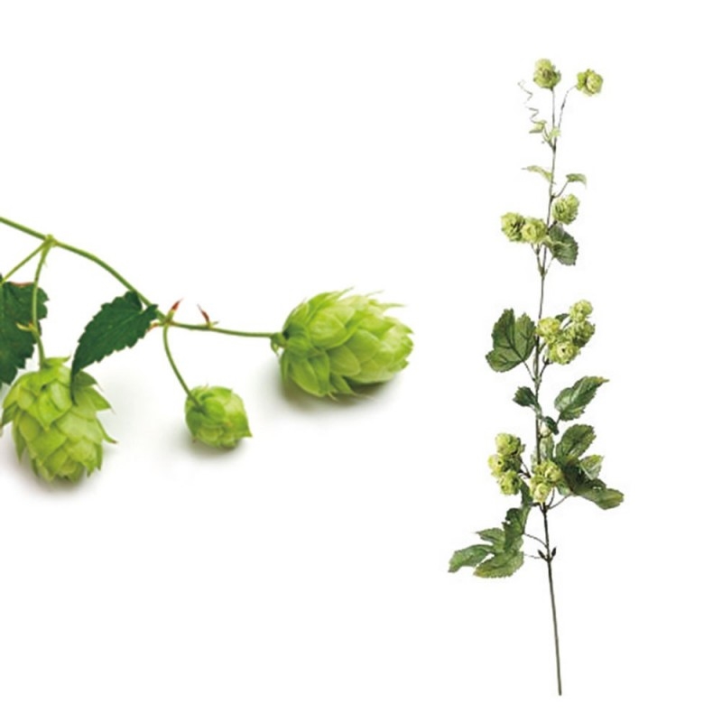 L32X10 Цветок хмеля Adriani e Rossi Зеленый  - Вид №4
