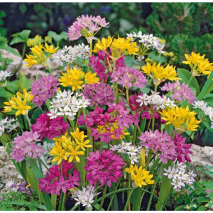 83761013 Лук декоративный микс луковица 6/8