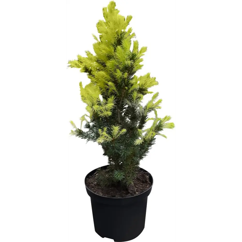 Ель сизая Перфекта ø24 h120 см 84834206 STLM-2071296 PLANTMARKET 