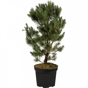 82176374 Сосна горная «Мопс» 5 л 30-50 см