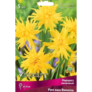 Нарцисс махровый Рип Ван Винкль от ПОИСК - 5 луковиц 85205511