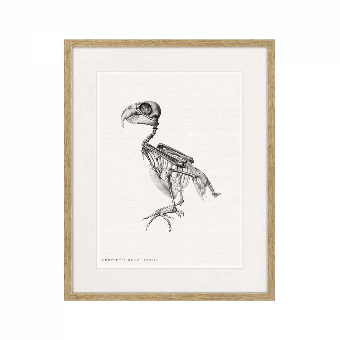 Картина в деревянной раме 52х42 см Chrysotis Braziliensis, 1867г. КАРТИНЫ В КВАРТИРУ  264403 Белый;коричневый;разноцветный  - Вид №1