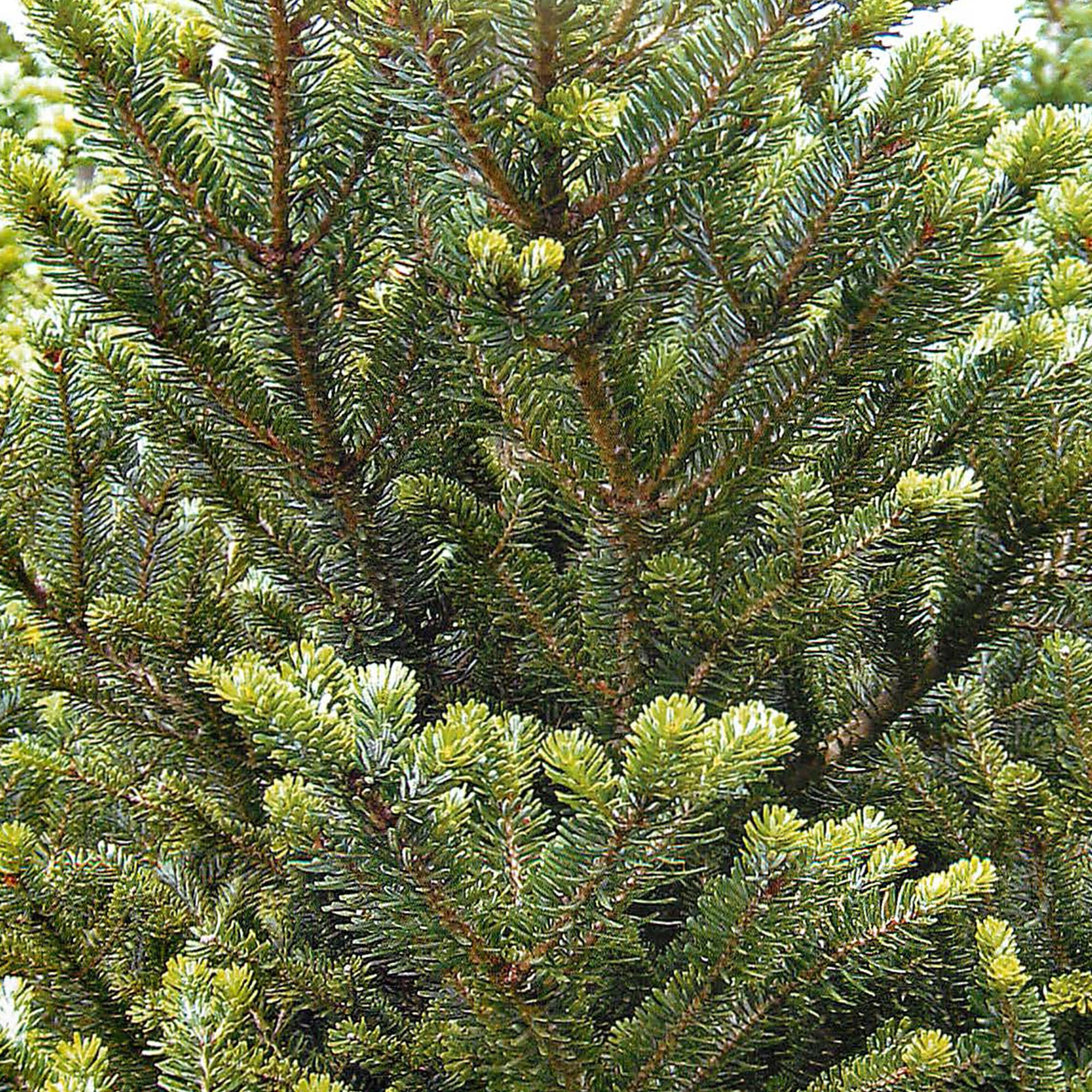 15944661 Пихта корейская, 40-50х23 см, Германия Santreyd 