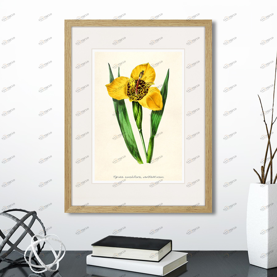 Картина в раме 32х42 см Botany illustration №14, 1836г. КАРТИНЫ В КВАРТИРУ  264494 Желтый;зеленый;разноцветный 