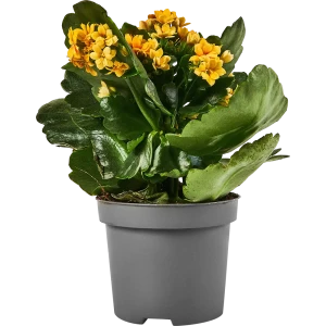 Каланхое двухцветное Спэшл микс ø9 h19 см 89352854 STLM-2089312