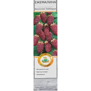 Ежемалина Бакингем Тейберри в тубе Поиск Инвест 82528997 STLM-2156102