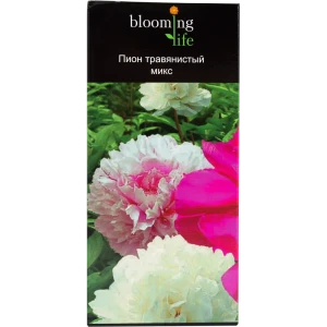 Микс травянистых пионов, в тубе 14379795 STLM-2074107