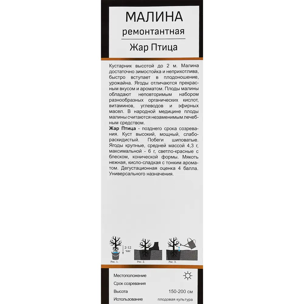 Малина Жар птица короб h35 см 89353445 STLM-2123424 Santreyd  - Вид №3