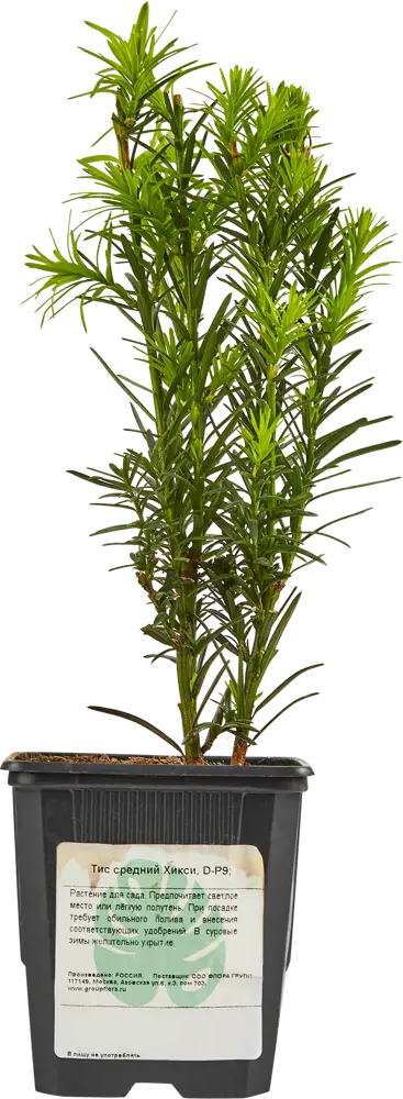 Тис Хикси от Santreyd - вечнозеленый кустарник для ландшафтного дизайна 87718703