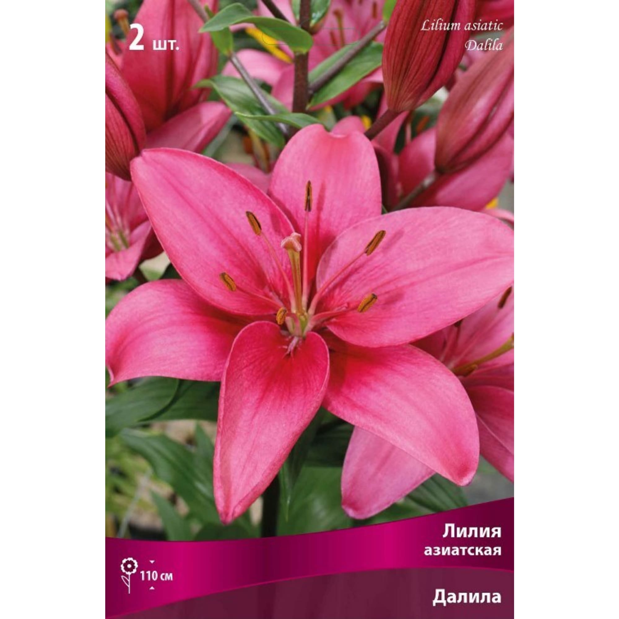 83600069 Флокс метельчатый Далила луковица I Santreyd 