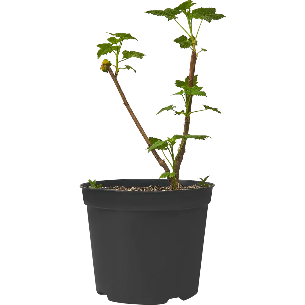 Смородина черная Багира ø15 h30 см 84406549 STLM-2154263 PLANTMARKET  - Вид №1