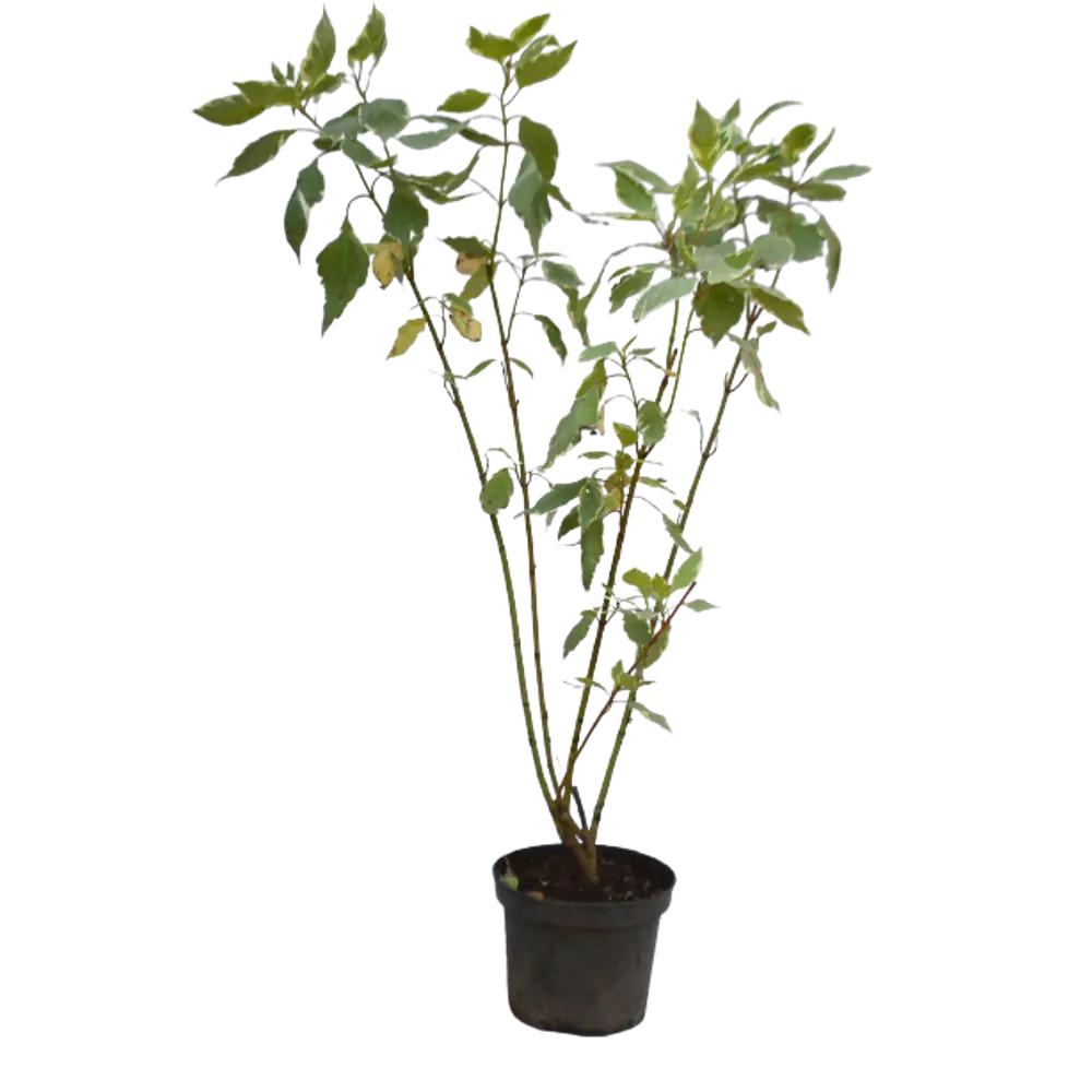 Дёрен белый Аргентеомаргината ø15 h35 см 84828756 STLM-2030995 PLANTMARKET 